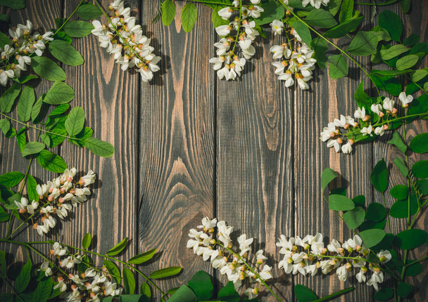 Spring postcard to the Trinity. Blossoming acacia on the background of dark wood - Photo, Image