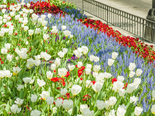 A gyönyörű virágos kerttel elintézte a vörös és fehér tulipán és a lila vagy kék virágok között belvárosában Chicago-Michigan Avenue mentén. - Fotó, kép