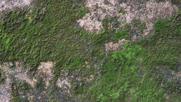  бетонна стіна у воді плями і мох крупним планом
 - Фото, зображення