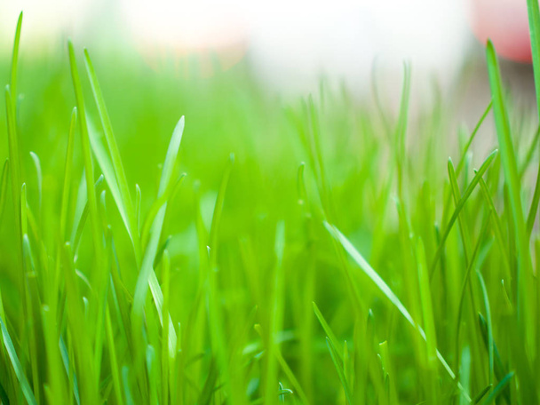 Close up macrofotografia de um pedaço de grama verde vibrante fresco em um plantador com fundo bokeh borrado além na primavera
. - Foto, Imagem