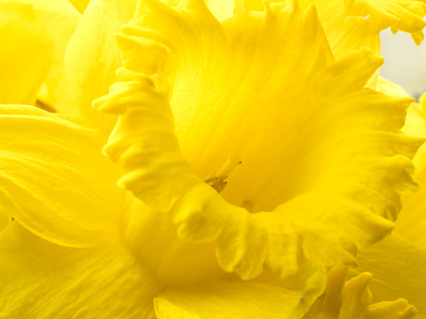 Closeup macro photograph of a single yellow daffodil flower with intricate detailing of the center stamen and ruffled petals. - Photo, Image