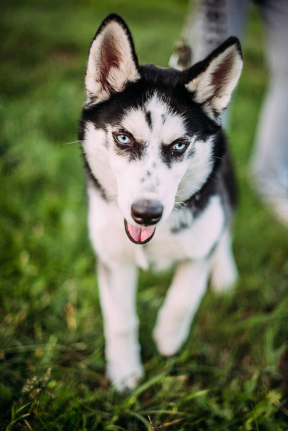 Cachorrinho Husky siberiano ao ar livre na grama verde
 - Foto, Imagem