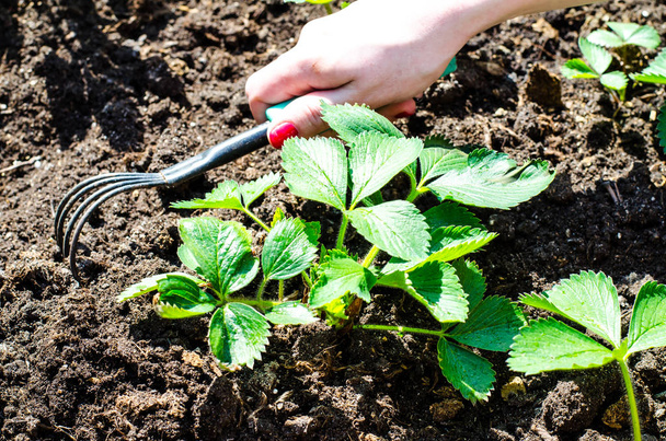 Entretien des fraises de jardin, la main détend le sol
 - Photo, image