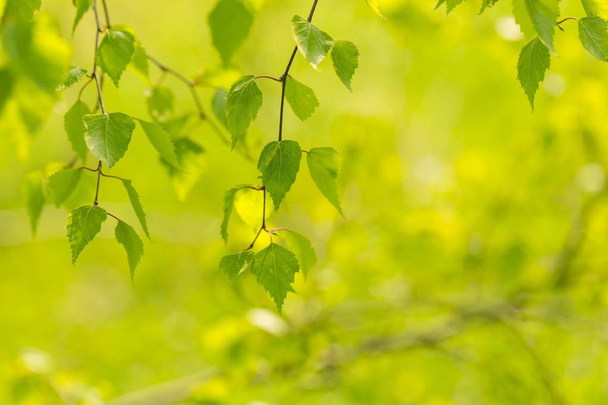 Молоде зелене листя берези на гілці. Близько свіжого березового листя навесні
 - Фото, зображення
