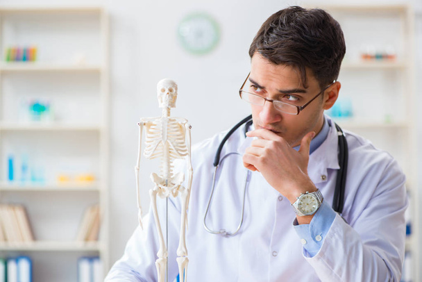 Студент доктора вивчає кістки скелета
 - Фото, зображення