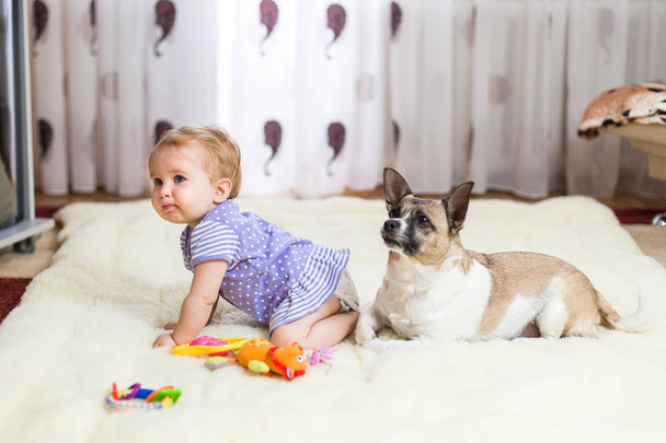 Little funny Caucasian girl the child sits at home on the floor on a light carpet with the best friend of the half-breed dog with spotty color and short hair and funny big ears. Baby is eating cookies - Photo, Image