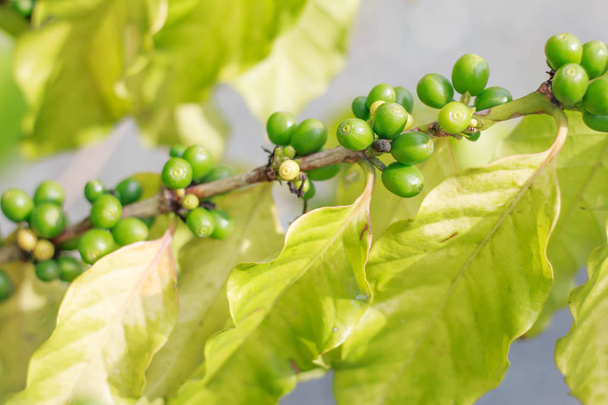 Vihreä kahvi Keltaiset kahvin lehdet kahvilla
 - Valokuva, kuva