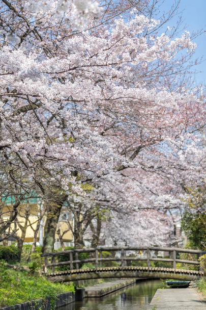 Японська сакура вишня цвітіння з невеликим каналом у весняний сезон - Фото, зображення