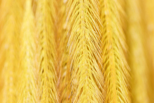 Background of group gold Feather Pennisetum, Mission grass  - Photo, Image