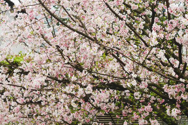 Gyönyörű cseresznyevirág sakura Tianyuan Temple, Taiwan - Fotó, kép