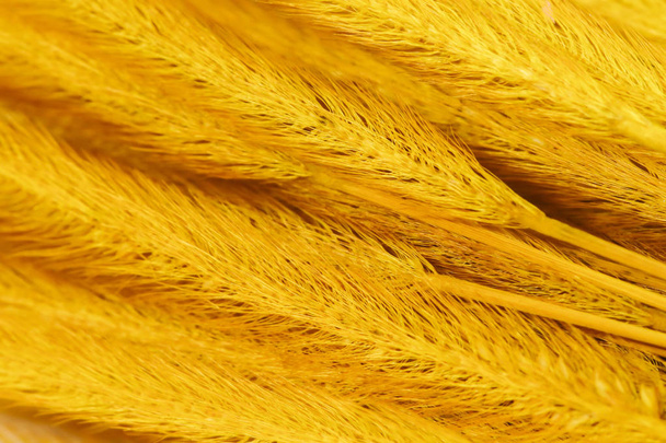 Close up of Background of gold Feather Pennisetum, Mission grass - Photo, Image