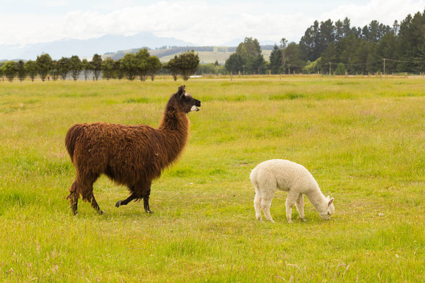 braunes und weißes Baby-Alpaka über grünem Glas, Nutztier - Foto, Bild