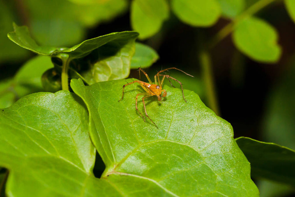 Közelről narancs Ugró pók a zöld levél - Fotó, kép