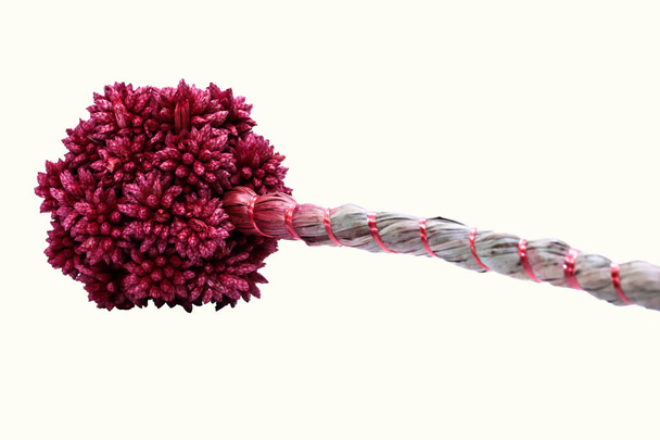 Fechar de vermelho Dry Spiky Ball Flower no fundo branco - Foto, Imagem