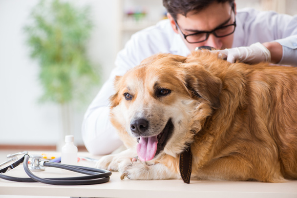 Dokter onderzoekt golden retriever hond in dierenarts kliniek - Foto, afbeelding