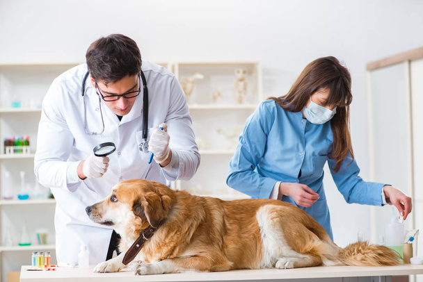 Docteur et assistant de contrôle jusqu'à golden retriever chien en vétérinaire cli - Photo, image