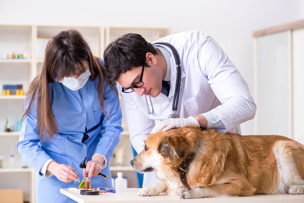 Доктор и ассистент проверяют золотистого ретривера в ветеринарной клинике - Фото, изображение