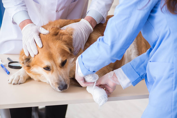 Doctor y asistente revisando perro golden retriever en veterinario cli - Foto, imagen
