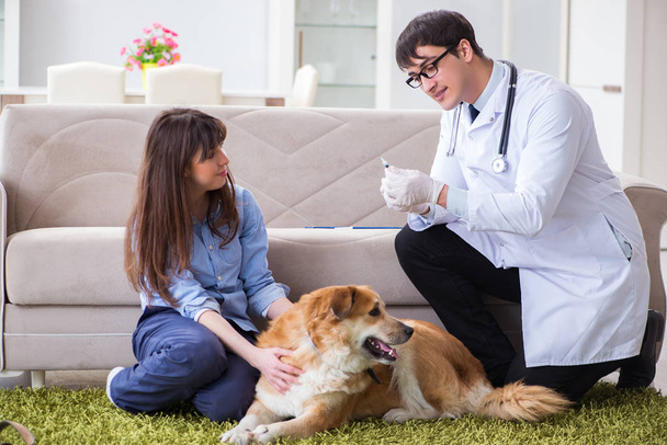 自宅で黄金の取得犬を訪問するvet医師 - 写真・画像