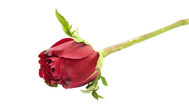 Close up Single Valentine rosa sobre fondo blanco - Foto, imagen