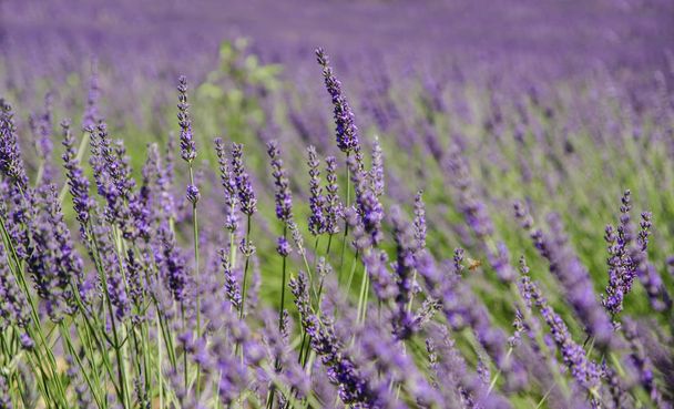 Lavendelfelder in der Provence, Frankreich - Foto, Bild