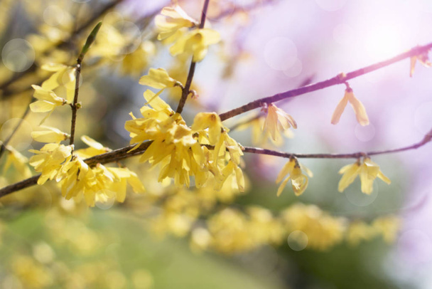 Sfocatura bel ramo con fiori gialli nel cielo
. - Foto, immagini