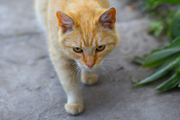 Gatto rosso con gli occhi gonfi che cammina lungo la strada
 - Foto, immagini