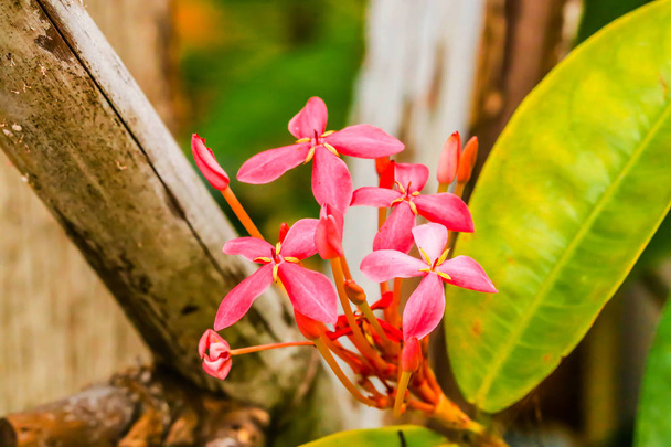 Closeup of fresh little pink Ixora flower in the garden - 写真・画像