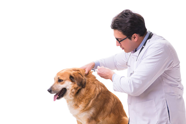 Médico veterinario examinando perro golden retriever aislado en blanco
 - Foto, Imagen