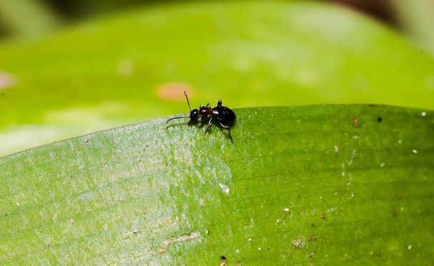 緑の葉の上のミニ黒い昆虫の閉鎖 - 写真・画像