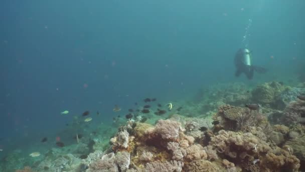 Onderwater scuba duikers. Luzon, Mindoro. - Video