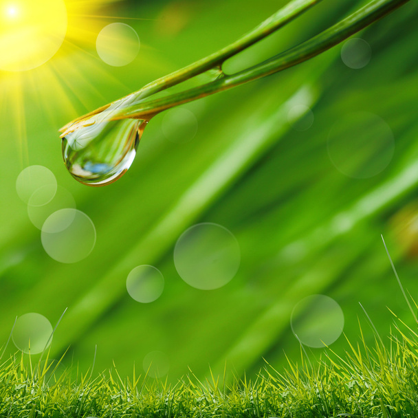 water drops on the green grass - Valokuva, kuva