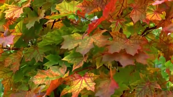 sonbahar akçaağaç yaprak yaprak - Video, Çekim