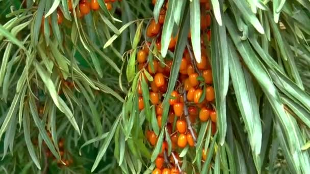 siberia olivello spinoso pianta estate
 - Filmati, video