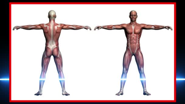 Male Muscles - 3d rendering-- - Footage, Video