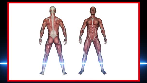 Male Muscles - 3d rendering-- - Footage, Video