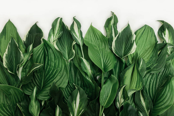 muchos blanco diferente textura tropical verde hojas patrón fondo natural bellas artes postal fresco verano
 - Foto, imagen