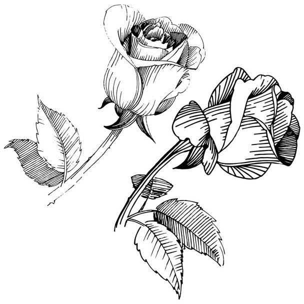 Wildblume Rosenblüte im Vektorstil isoliert. - Vektor, Bild