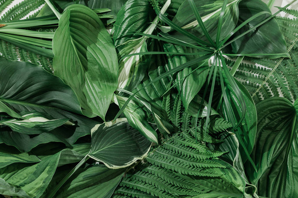 many white different tropical texture green leaves pattern background natural fine art postcard fresh summer - Photo, Image