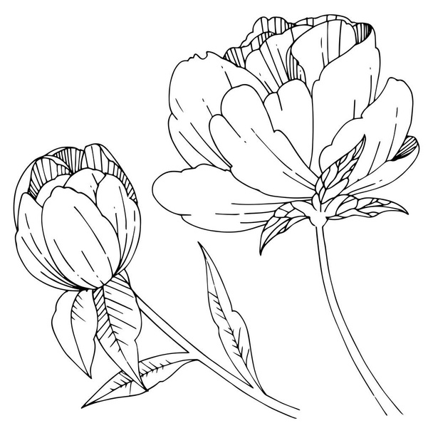 Wildflower peony flower in a vector style isolated. - Vector, Image