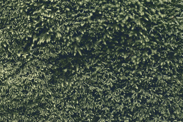 Green moss texture. Background - Φωτογραφία, εικόνα