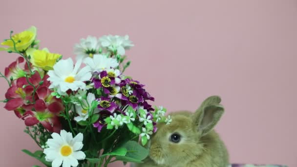 Bunny rabbit on the flowers. - Video, Çekim