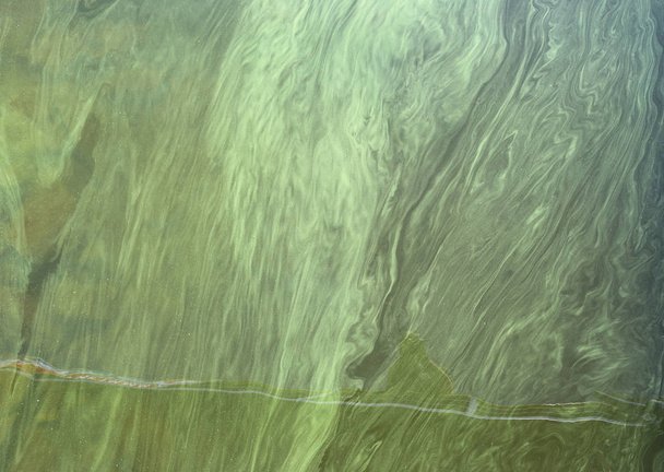 汚染された水の藻類 - 写真・画像