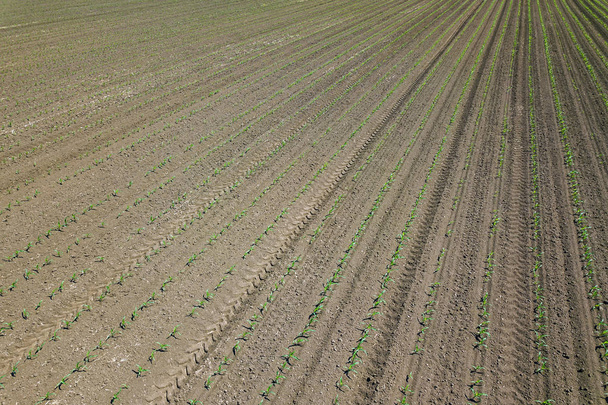 Widok na polu kukurydzy. Górne pole kukurydzy wiosna widok. - Zdjęcie, obraz