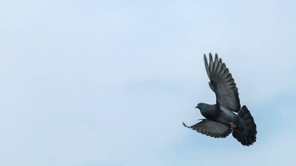Rock pigeon or rock dove flying - Фото, изображение