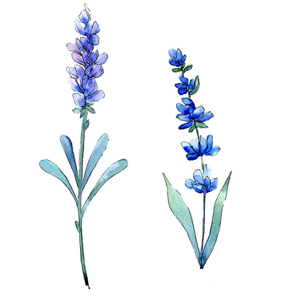 Blue lavender. Floral botanical flower. Wild spring leaf wildflower isolated. - Фото, изображение
