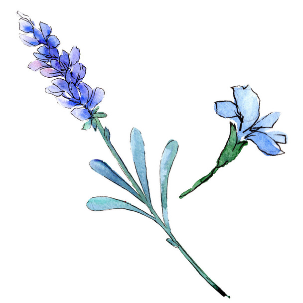 Μπλε λεβάντα. Floral βοτανικό λουλούδι. Άγρια άνοιξη φύλλων wildflower απομονωμένες. - Φωτογραφία, εικόνα