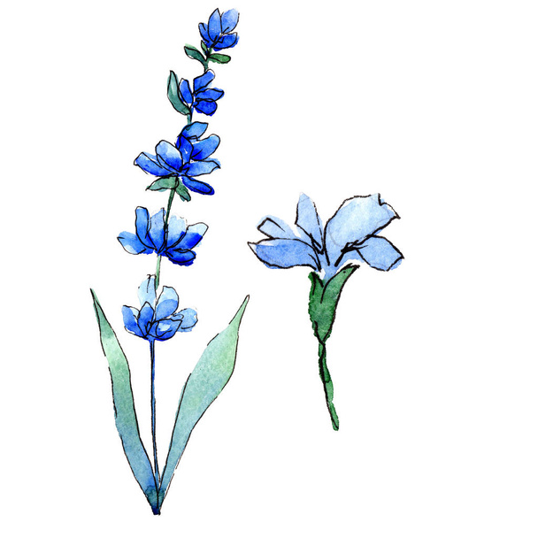 ブルー ラベンダー。花植物の花。分離した野生春葉ワイルドフラワー. - 写真・画像