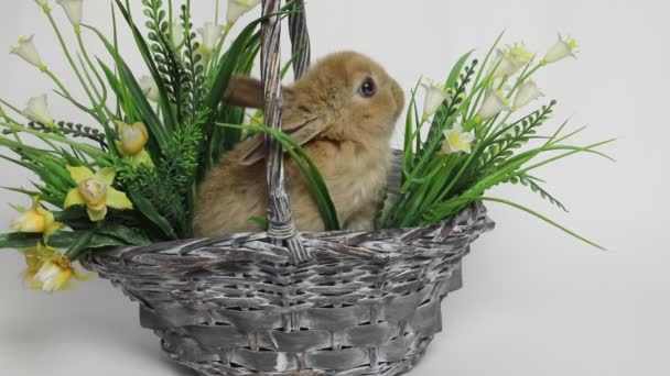 Cute rabbit sitting in a basket - Metraje, vídeo
