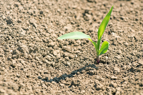 Молодий кукурудзи росте на полі. Рослини молодої кукурудзи.  - Фото, зображення